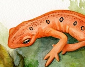 Orange Gecko, Salamander Original Watercolor Illustration, Red Eft on a stone, tangerine animal painting