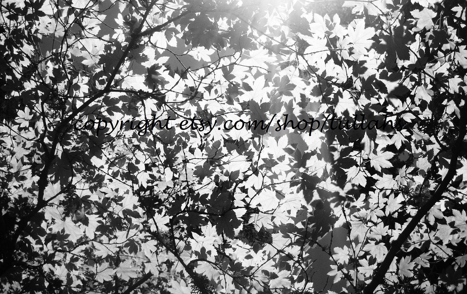 under the canopy.