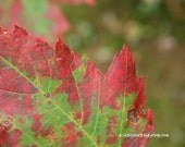 Seasonal Photo Set, Seasonal Celebration Art prints (four 8x10 prints)