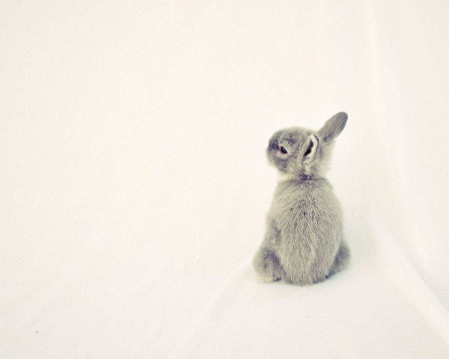 Bunny Friends Nursery Childs Room Art Print Photography 8x10 Photography Dreamy Rabbit White and Grey Fine Art Original Print