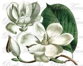 MAGNOLIA Digital Download, vintage botanical illustration 073