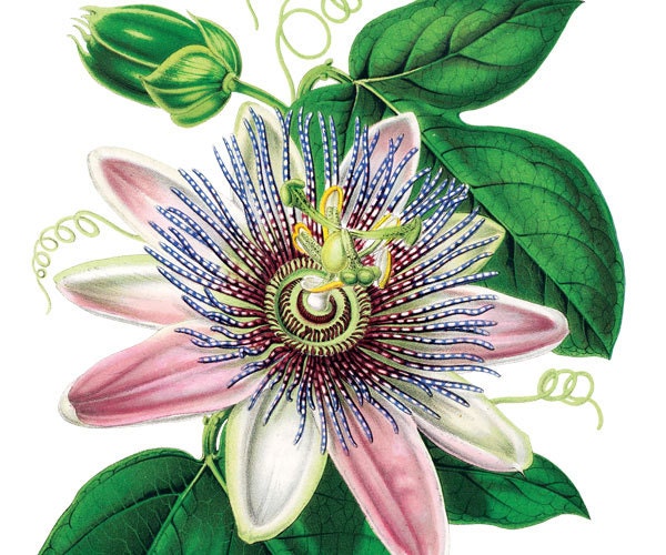 Large Digital Image PINK PASSIFLORA botanical illustrations 107