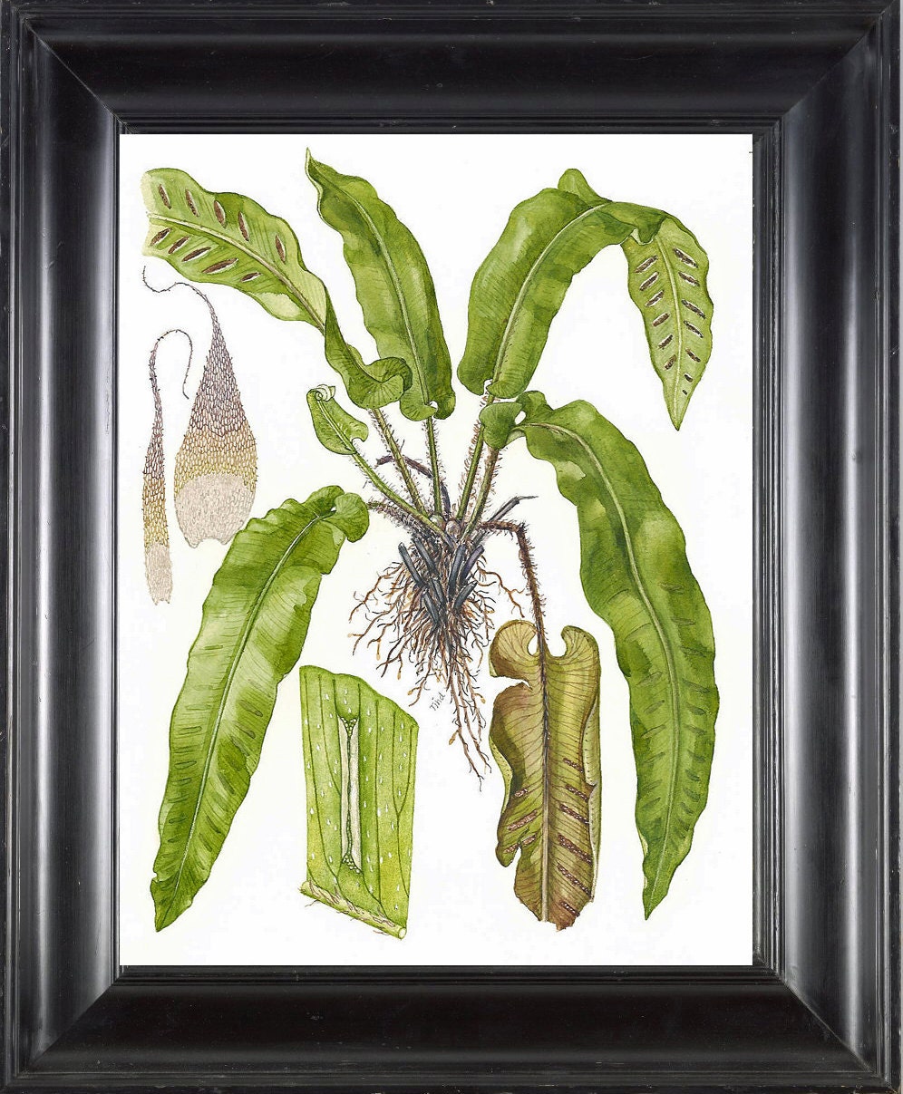 FERN PRINT Lindman 8X10 Botanical Art Print 3  based on Antique Beautiful Green Fern Chart Forest Summer Plant Nature to Frame Home Decor