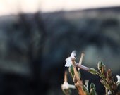 Tiny White Flower Macro - Fine Art Photo - VARIED SIZES