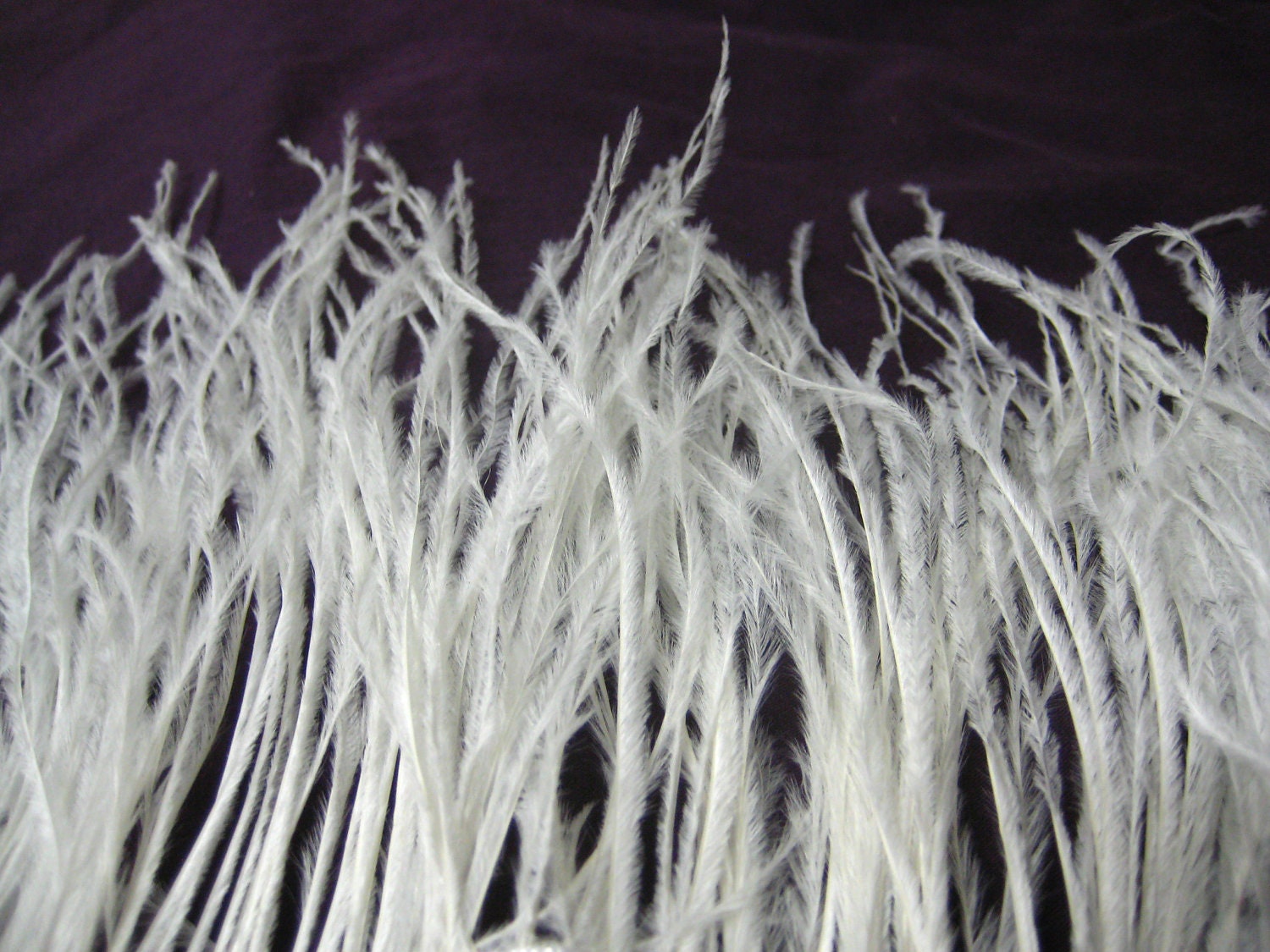 White Ostrich Feather Fringe for craft fascinator hairpiece hat / 1 YARD