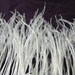 White Ostrich Feather Fringe for craft fascinator hairpiece hat / 1 YARD