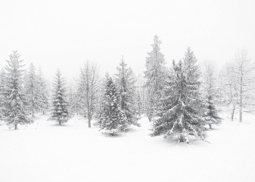 Winter photography Snow photography Woodland forest Minimalism Christmas Black and White - MOONGARDENART