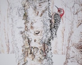 Woodpecker in woods on a birch tree limited edition giclee print by TimberlandDrawings