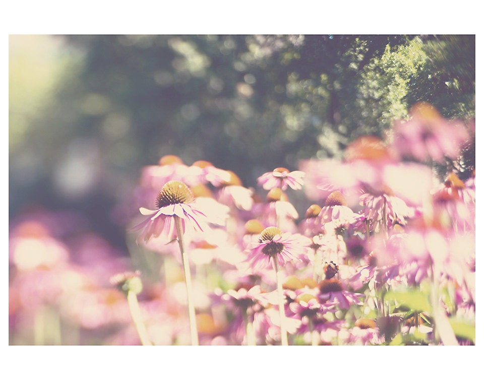 pink flower bloom photo print - whimsical fine art photography, nursery wall art, enchanting, pastel, garden, bloom, soft - 14x11
