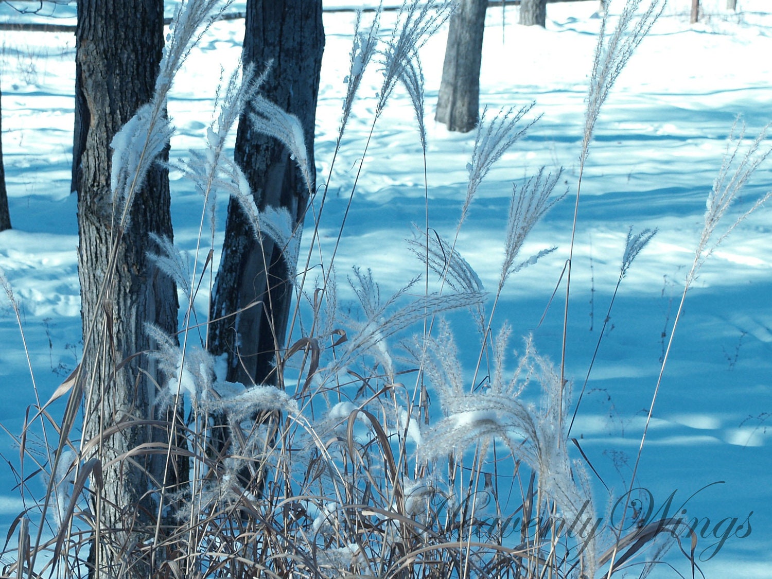 Winter Wisps 8x10 Photography, Blue, White and Brown Soft Home Decor, Peaceful Snowy Photo, Snowy Northern Fine Art