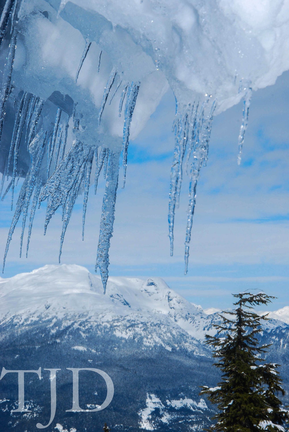 Canada Snow Forest