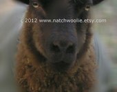 FARM CARDS - TRUFFLE - the moorit ewe - Set of 5 folded with envelopes 5 X 7