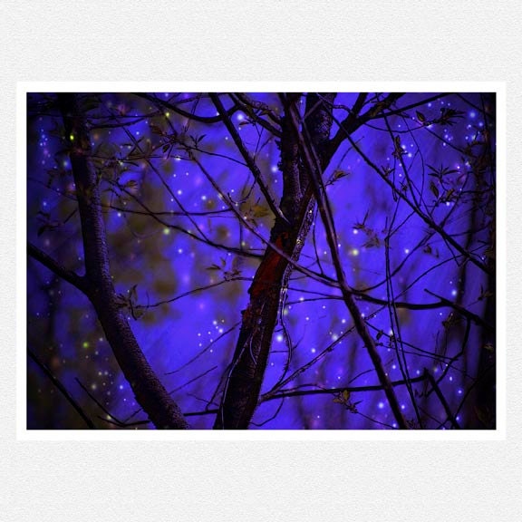 Night Star Photography, dark blue wall decor, tree branches, stars When the World Was as it Should Be print 8x12 - moonlightphotography