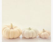 white pumpkin photography, rustic autumn decor, baby pumpkins Halloween, fall gourds Thanksgiving art, childrens room, nursery print