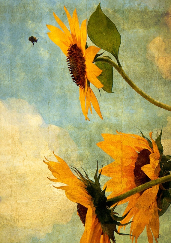 SUNFLOWERS & BEE "The Happy Landing" - French Shabby -  teal green and orange yellows - 8x10 matted digitally painted fine art photo