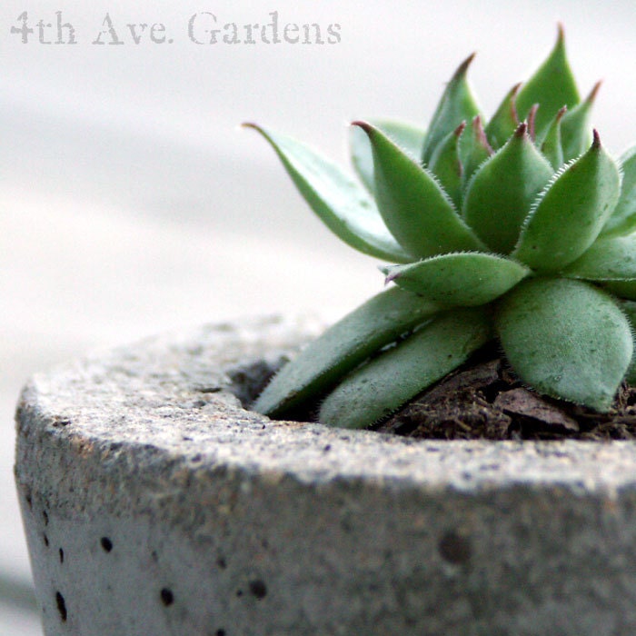 Val - A Young-At-Heart Succulent In One-of-a-Kind