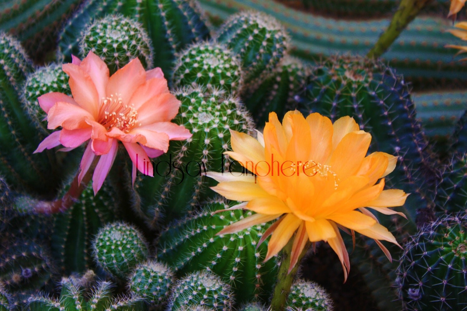 Pink Cactus Flower