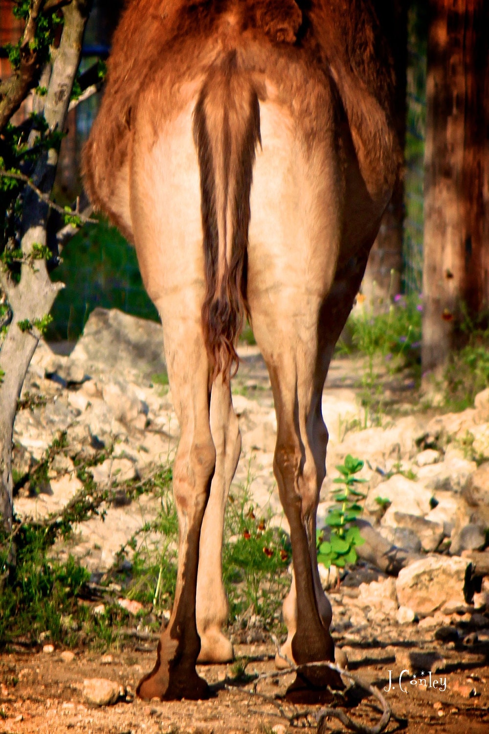 camels arse