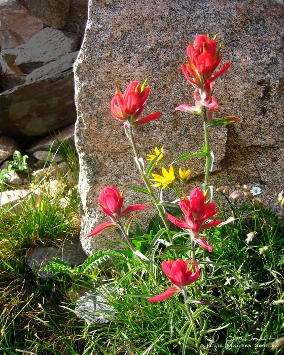 Flower Photography -Indian Paintbrush -8x10 Print -Home Decor Art -Wildflower Print -Gifts for Her -Colorado Fine Art Photography