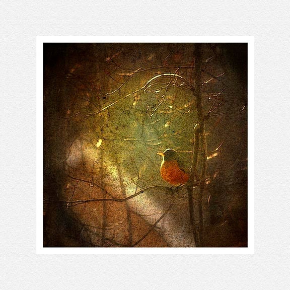 Nature Photography, spring, bird, tree branches, brown, Robin Red Breast fine art photography print 8x8