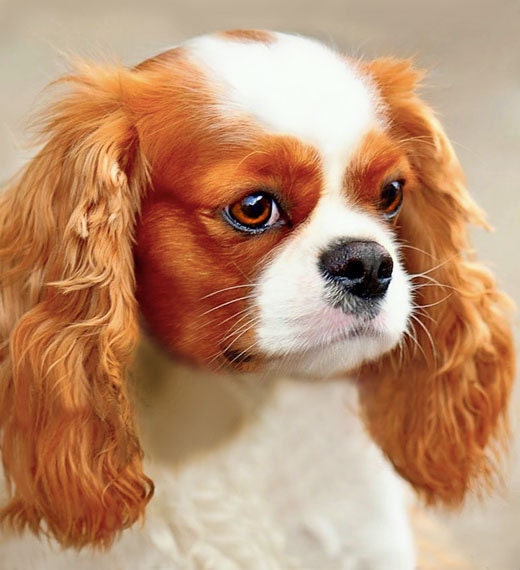 Dog, SPANIEL Cavalier King Charles Spaniel - amazing eyes - Dog Art  red and white puppy 8x10 or 8x8 giclee