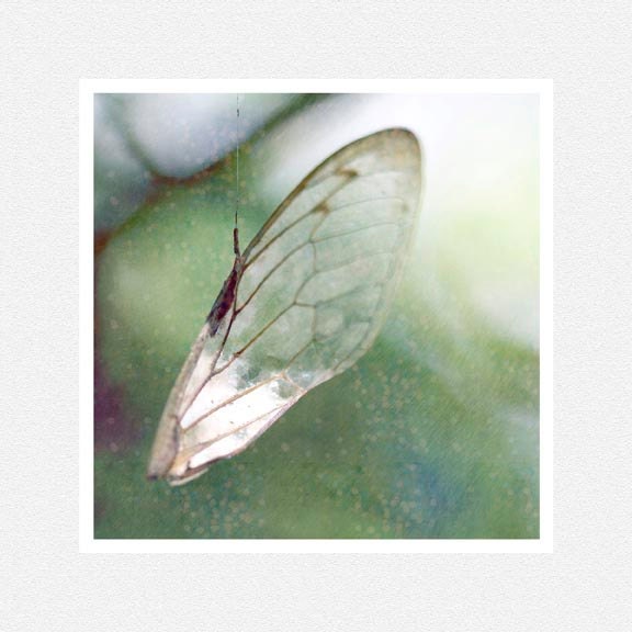 Woodland Decor Photography, mint green, wing, insect, Hanging By A thread, nature fine art print 8x8 - moonlightphotography