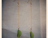 Leaves
