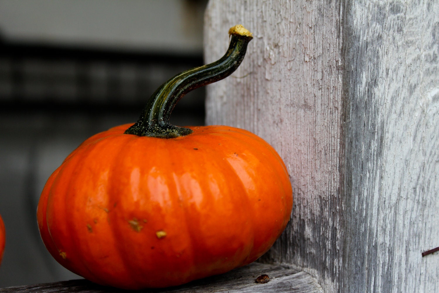 Orange Pumpkin 8x10 Photo Print Fall, Halloween, Autumn, Thanksgivng Decor Wall Art