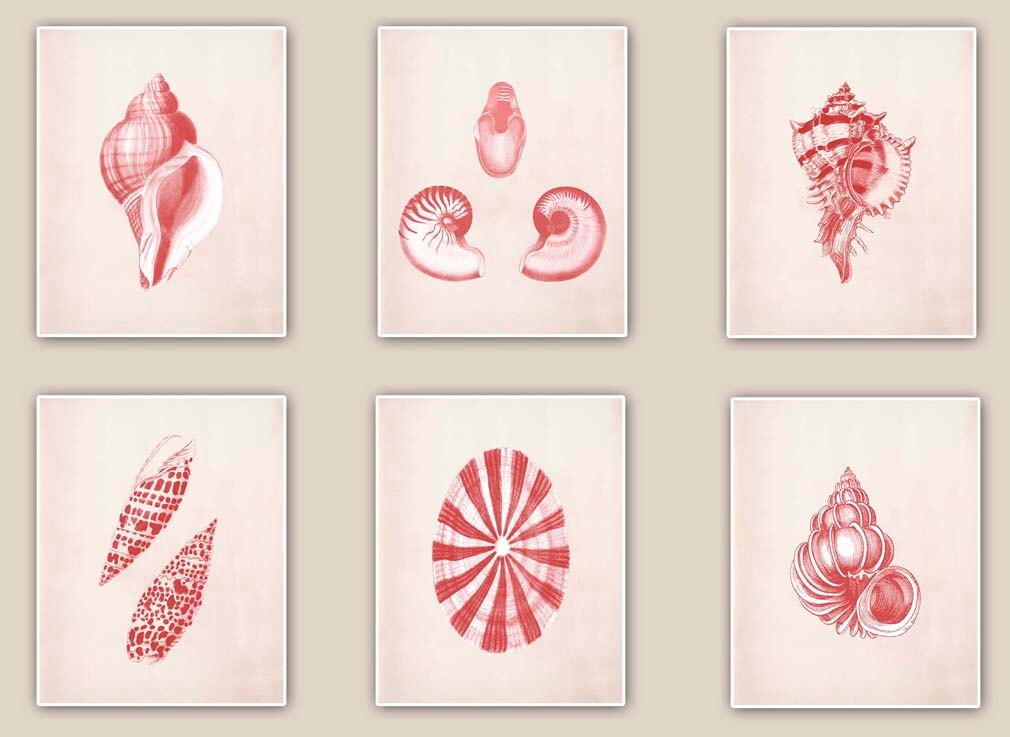 Seashells Prints