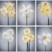 5x7 Photo Set, Daffodil Flower Photographs, Spring Photos, Blue Art Print Set, Flower Photography, Floral Prints, Fine Art Photos