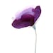 Watercolor Flower Art Print: Lisianthus