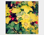 Yellow Lantana: square fine art photograph print of flowers, plants in yellow, green, red