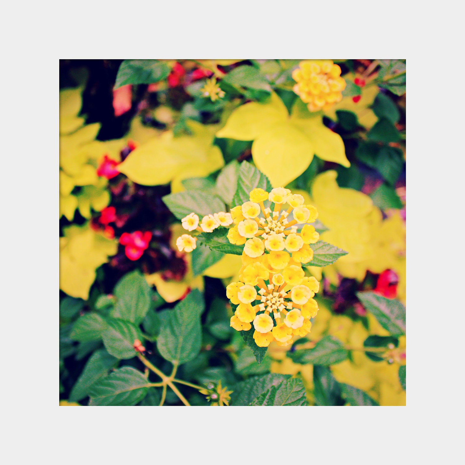 Yellow Lantana: square fine art photograph print of flowers, plants in yellow, green, red