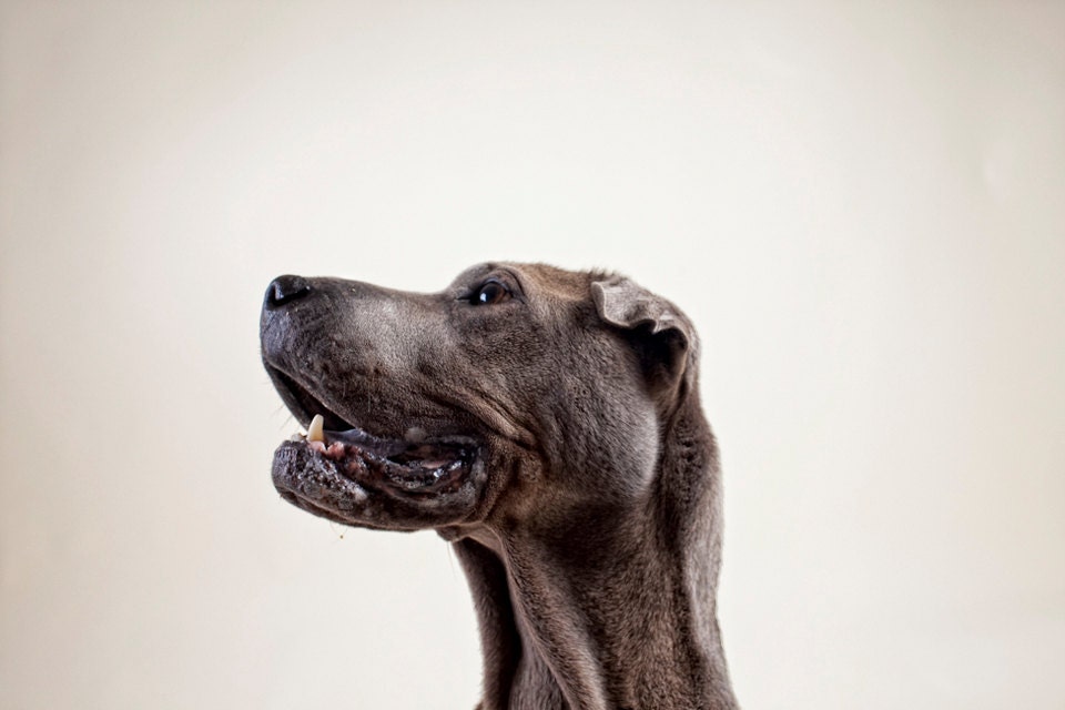 majestic dog profile (dog photography)