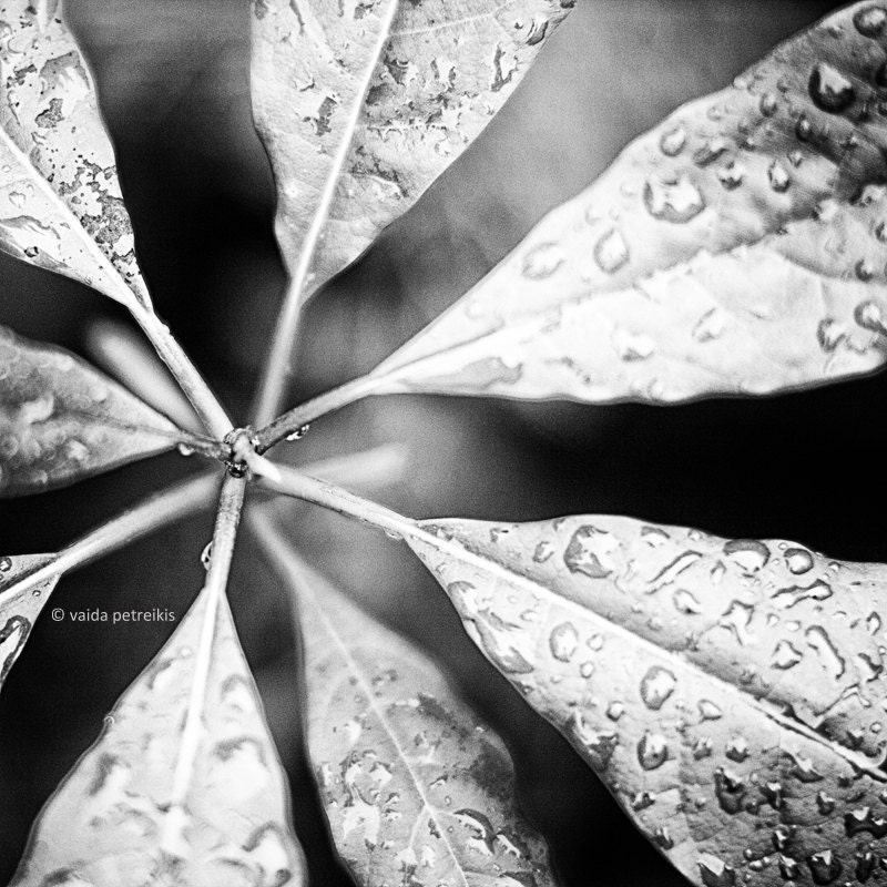 Original signed fine art photography print 6x6 inches (15x15 cm) in black and white Limited edition Nature details with rain drops