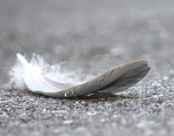 Large Monochrome Grey Photograph, Feather, Nature, Bird, Photo,  Home Decor, Grey Wall Art, 11x14 inch Print - "Down"