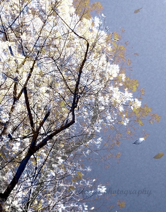 Large Nature Photograph, Abstract, Winter, White, Periwinkle Blue, Tree Photography -11x14 Inch Fine Art Print - Flutter
