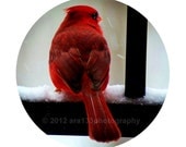25% OFF SALE Christmas Decoration Red Cardinal Photograph, Holiday Photography - 8x10 inch Print - "Watcher in the Snow" - ara133photography