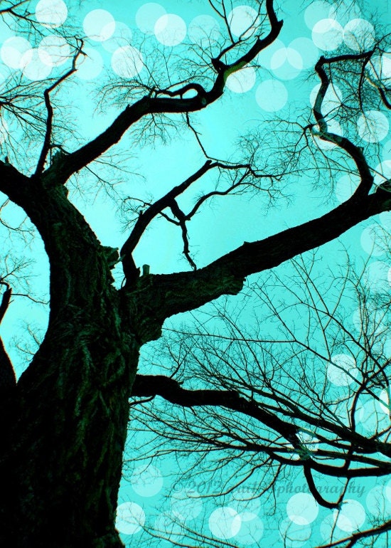 Tree Photography, Nature Picture, Tree Photo, Aqua, Turquoise, Black, Minimalist, Winter, 5x7 inch Print - An Evening to Dream