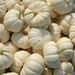 25 Mini Pumpkins