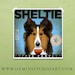 Sheltie coffee company original graphic illustration giclee archival print 12 x 12 by stephen fowler