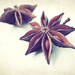 Food photography - fresh spices cooking kitchen wall art home decor geometric brown rust neutral 8x10 photograph "Star Anise"