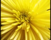 LIFE'S LITTLE GEMS - one 8 x 8 fine art photography print