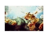 Moose . Flora and Fauna Series . 8x10 Print