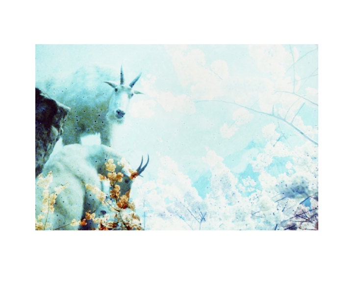 Mountain Goats . Flora and Fauna Series . 8x10 Print