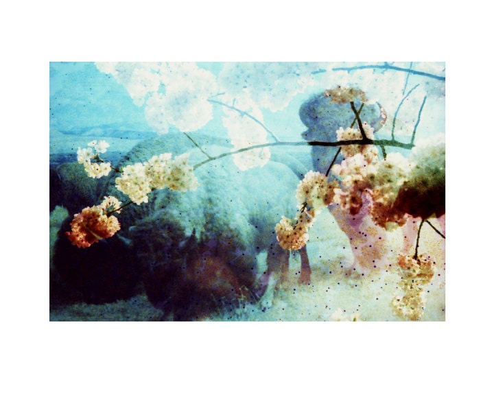 Buffalo . Flora and Fauna . Limited Edition . 8x10 Print