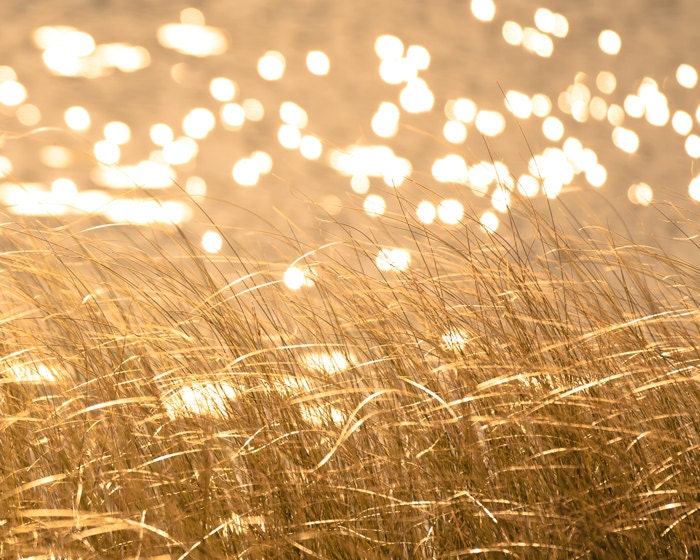 Autumn photography wild grass maize yellow honey gold fall photo sparkling water bokeh sunlight ochre curry - Seeing Spots 8x10