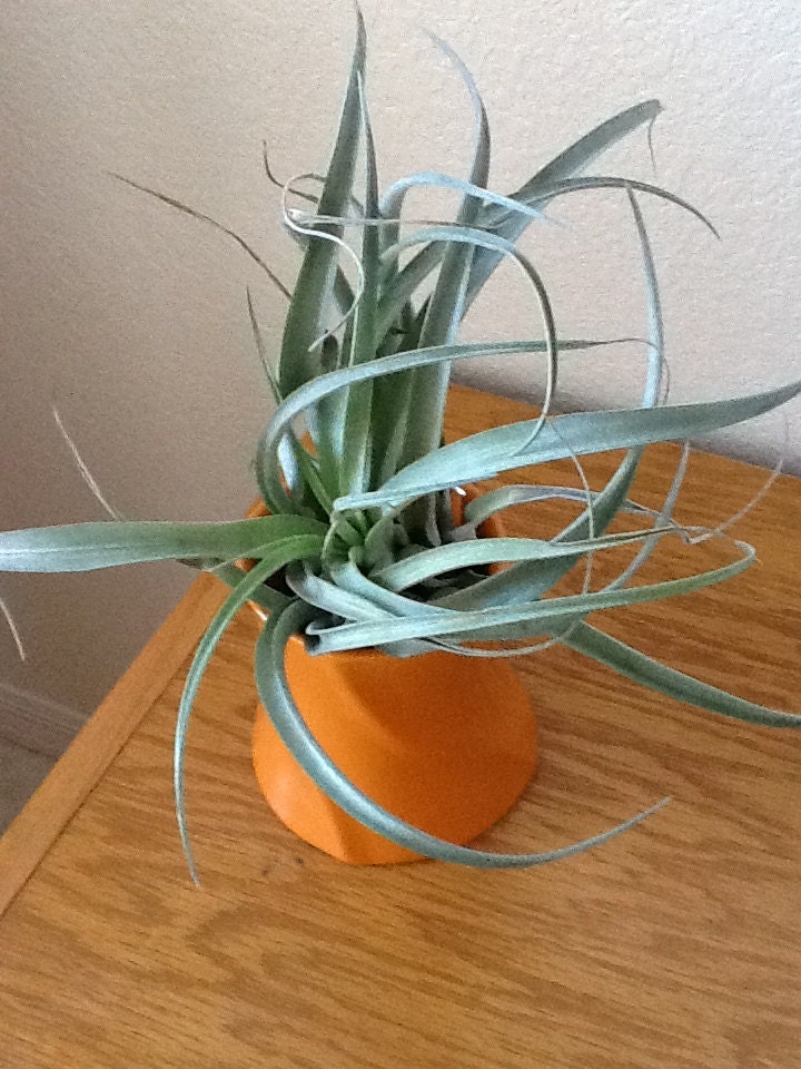 Tillandsia - Harrisii In orange ceramic container