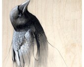 Raven Black Crow Art Print