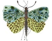 blue wing butterfly specimen art print watercolor reproduction